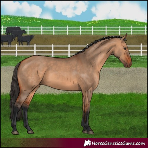 Horse Color:Bay Dun 