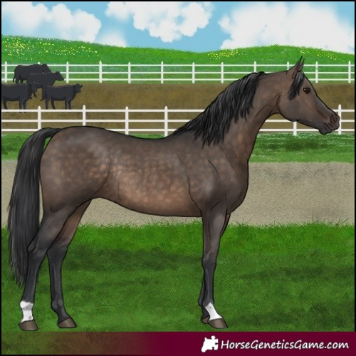 Horse Color:Brown Dun Rabicano 