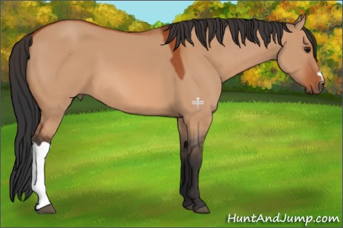 Horse Color:Bay Dun 
