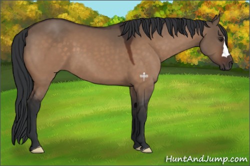 Horse Color:Brown Dun 