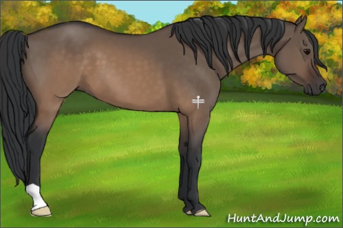 Horse Color:Brown Dun 