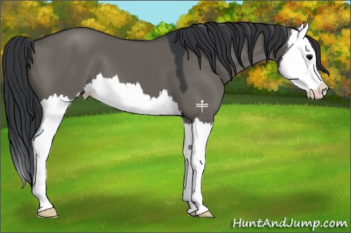 Horse Color:Grullo Splash 