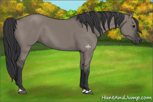 Horse Color:Grullo 