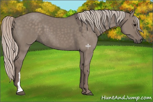 Horse Color:Silver Grullo 
