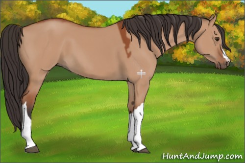 Horse Color:Bay Dun 