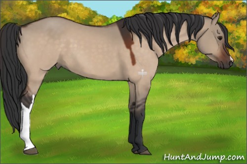 Horse Color:Brown Dun 