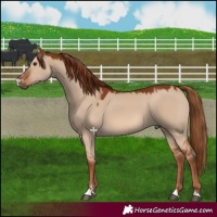 Horse Color:Red Dun 