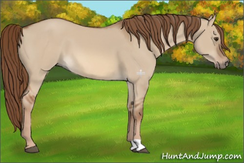 Horse Color:Red Dun 