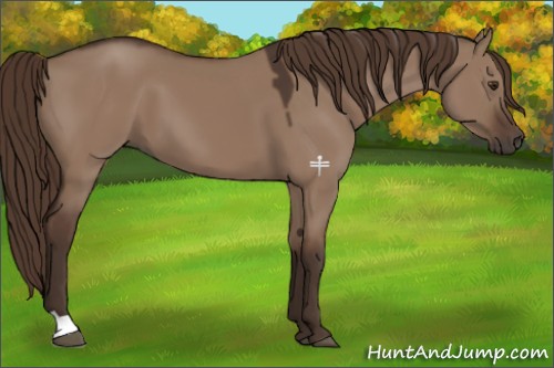 Horse Color:Liver Red Dun 