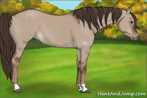 Horse Color:Liver Red Dun 