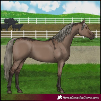 Horse Color:Liver Red Dun Mushroom 