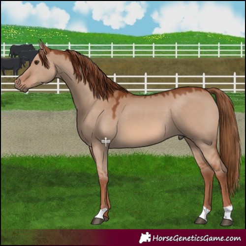 Horse Color:Red Dun 