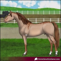 Horse Color:Red Dun 