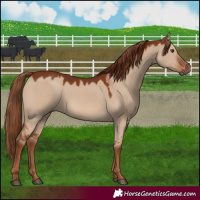 Horse Color:Red Dun 