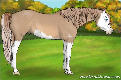 Horse Color:Red Dun Splash 