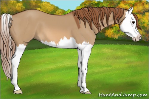 Horse Color:Red Dun Splash 