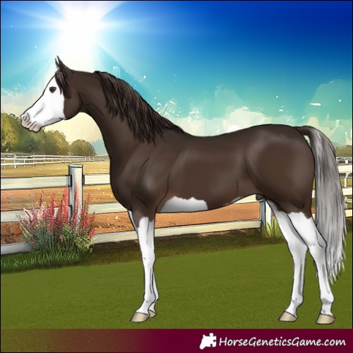 Horse Color:Liver Chestnut Splash 