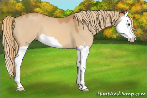 Horse Color:Red Dun Splash 