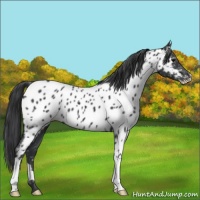 Horse Color:Black Appaloosa 