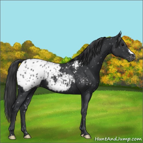 Horse Color:Black Blanket 
