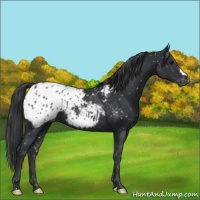 Horse Color:Black Appaloosa 