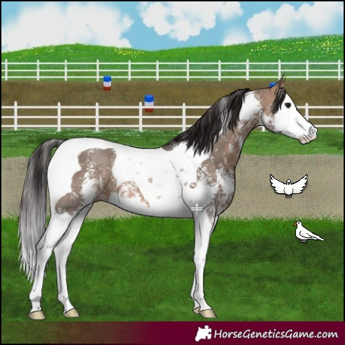 Horse Color:Bay Dun Sabino Splash Tobiano