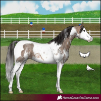 Horse Color:Bay Dun Sabino Splash Tobiano 