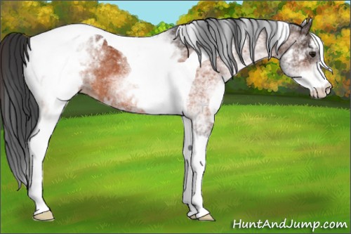 Horse Color:White Spotted Bay Tobiano Appaloosa Rabicano 