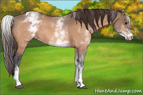 Horse Color:White Spotted Bay Dun Tobiano Appaloosa 