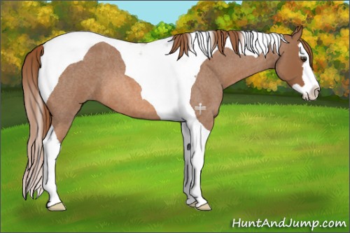 Horse Color:Red Roan Splash Tobiano 