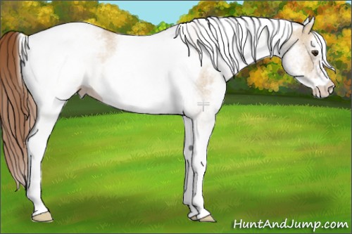 Horse Color:White Spotted Red Dun Tobiano Rabicano 