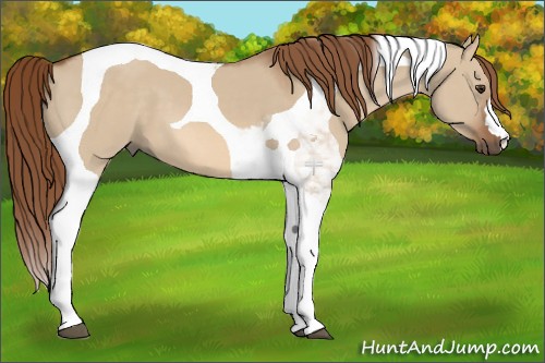 Horse Color:Red Dun Tobiano 