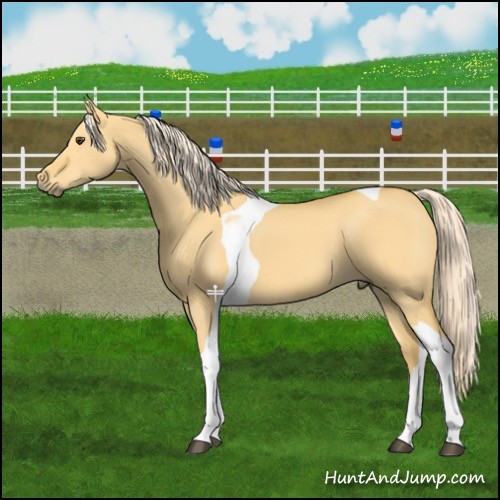 Horse Color:Palomino Dun Tobiano 