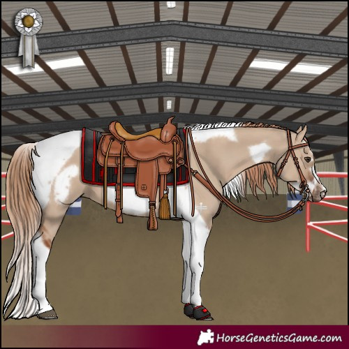 Horse Color:Red Dun Splash Tobiano Frame 