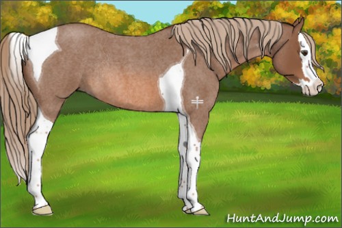 Horse Color:Red Roan Splash Tobiano Rabicano 