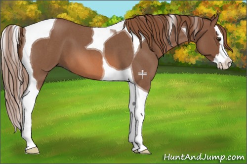 Horse Color:Red Roan Splash Tobiano 