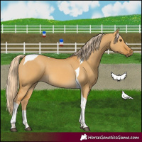 Horse Color:Palomino Dun Tobiano 