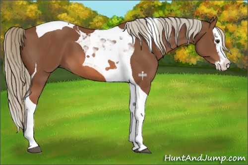 Horse Color:Chestnut Splash Tobiano 