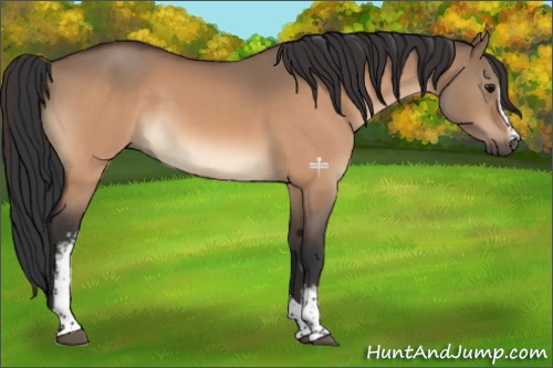 Horse Color:White Spotted Bay Dun Tobiano 
