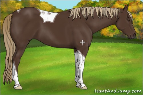 Horse Color:Liver Chestnut Tobiano 