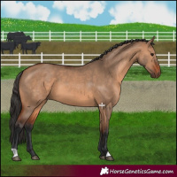 Horse Color:Bay Dun
