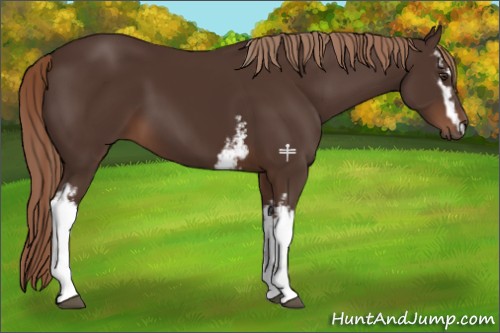 Horse Color:White Spotted Liver Chestnut 