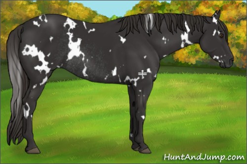 Horse Color:White Spotted Liver Chestnut Rabicano 