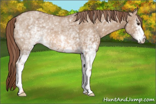 Horse Color:White Spotted Red Dun 