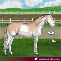 Horse Color:Red Dun Splash 