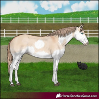 Horse Color:Red Dun Splash