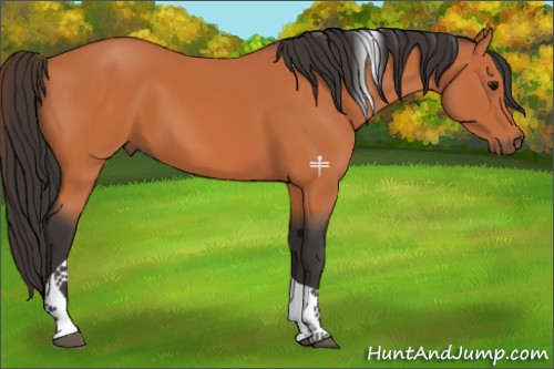 Horse Color:Bay Tobiano 