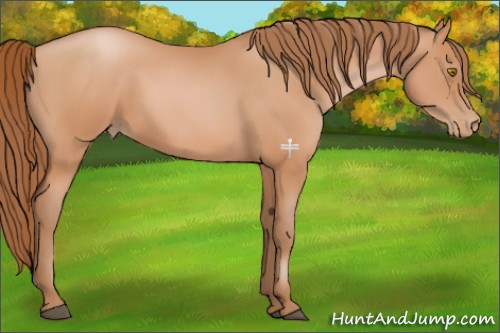 Horse Color:Bay Pearl 
