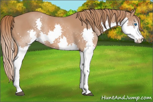 Horse Color:Chestnut Splash 