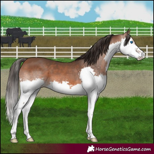 Horse Color:Bay Splash 